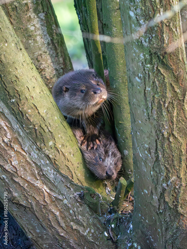 Two Otter Cubs in a Tree
