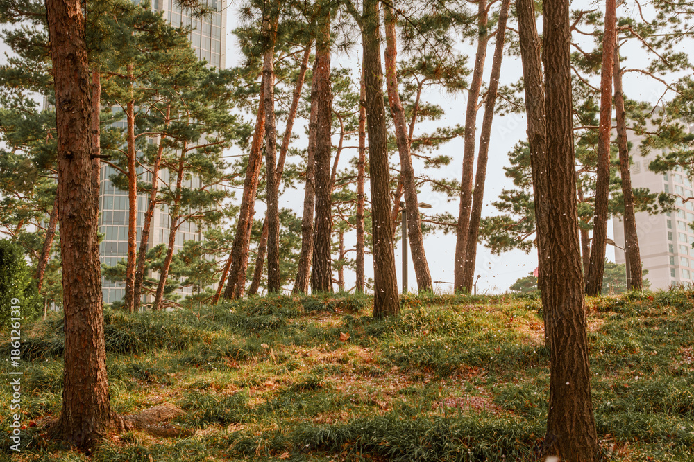 Fototapeta premium Seokchon Lake Cherry Blossoms in Seoul, South Korea