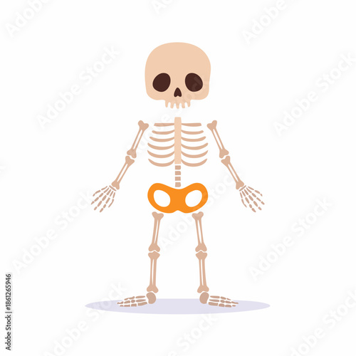Cartoon Skeleton: Human Anatomy, Bones, Pelvis, Clavicles, Ribs, Arms, Legs, Skull, Halloween Decor
