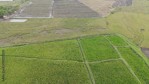 Drone footage following a narrow road through dense tropical forests and agricultural plantations.