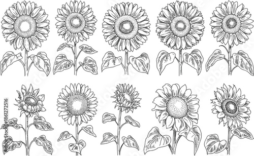 Detailed hand drawn sunflower sketch collection featuring ten unique floral blossoms with stems and lush leaves
