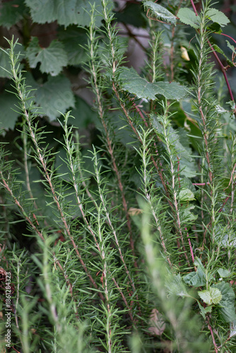 Rosemary closeup details