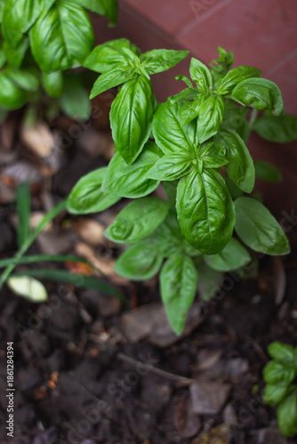 Basil closeup details