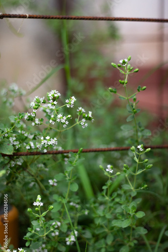 Oregano flowers closeup