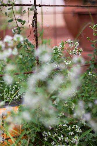 Oregano flowers closeup details