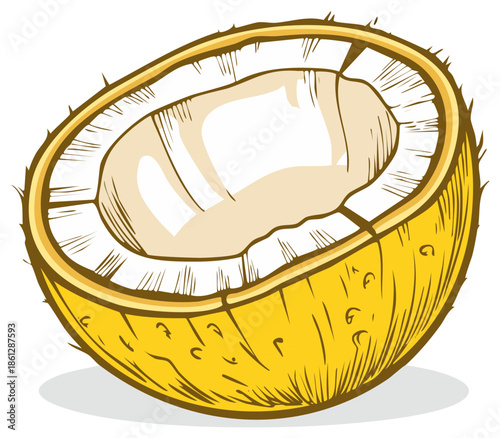 Detailed Half Coconut Illustration Tropical Fruit Food Natural Sketch