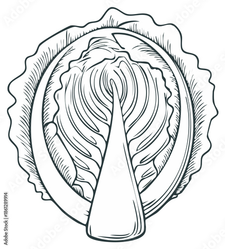 Detailed hand-drawn half cabbage illustration, organic vegetable cross-section sketch vector