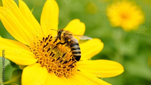 Bee collecting pollen from a bright yellow flower