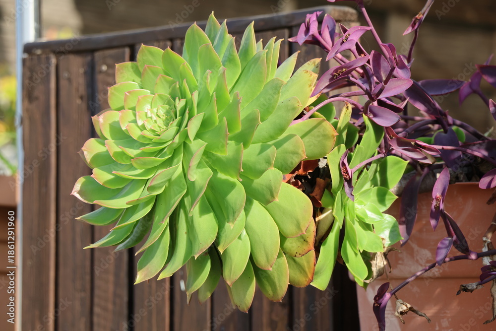 Fototapeta premium Succulent plant in a pot on the terrace of a house