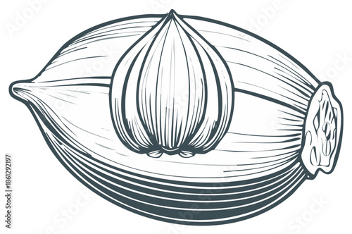 Detailed Artistic Sketch of a Garlic Bulb with Layers and Texture