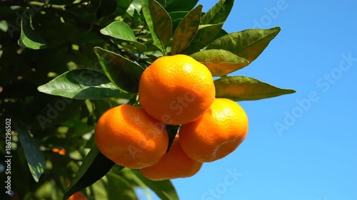 Ripe oranges hanging from a tree against a blue sky