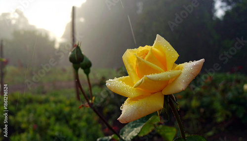 A single yellow rose outside in the rain. Ai
