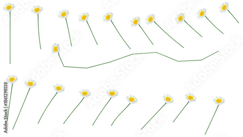educational daisy matching activity with two rows of white petal flowers and green stems, visual learning concept with connection line for preschool pattern recognition or cognitive development