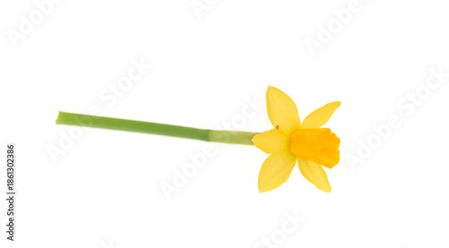 Yellow daffodil isolated on white background.	  