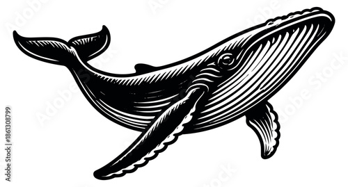 Vintage style line art illustration of a whale depicting a large ocean mammal for marine designs
