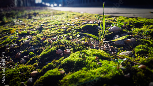 Grow , grow, my little plant