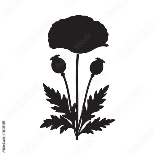 poppy flowers vector illustration