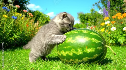 Kitten approaching watermelon in green garden sunlight