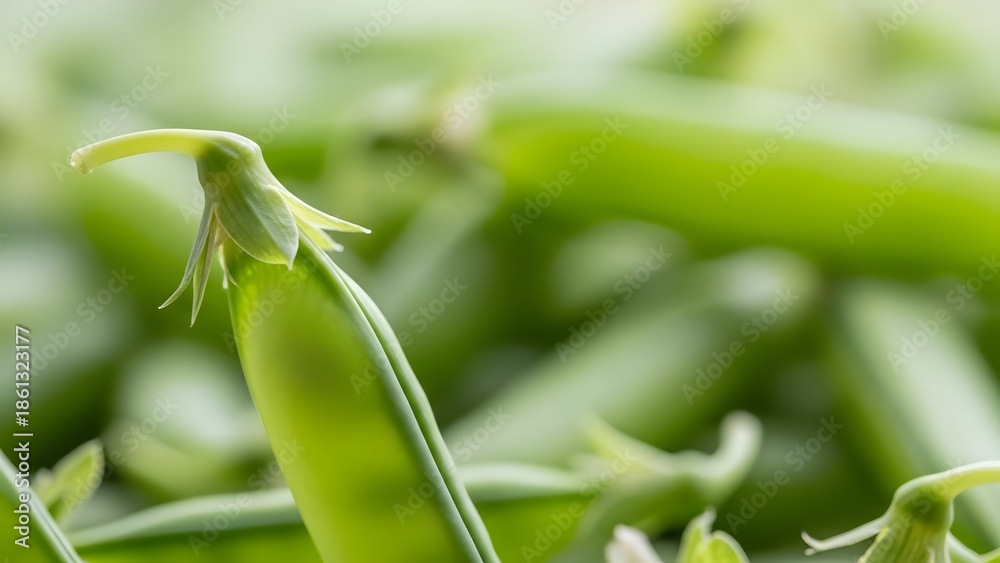 Obraz premium Green pea pod in a lush garden with blurred background
