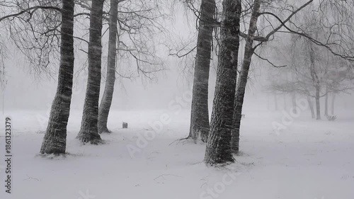 Winter Forest Serenity. A tranquil snowy forest scene