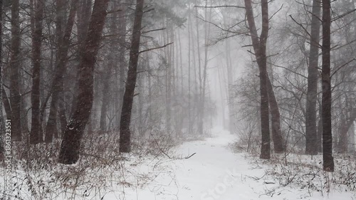 Winter Forest Serenity. A tranquil snowy forest scene