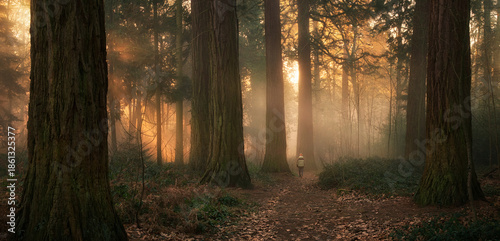 Obraz na plátně Golden sunlight illuminating the mist in a redwood forest with majestic trees