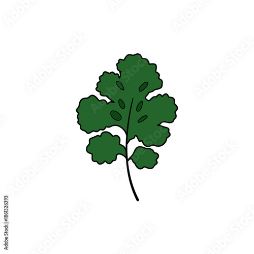 Cilantro Herb Illustration: Culinary Ingredient, Food Design