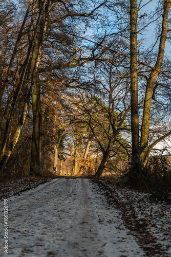 Sunlight Filtering Through Winter Forest Trees over Frosted Path in Germany