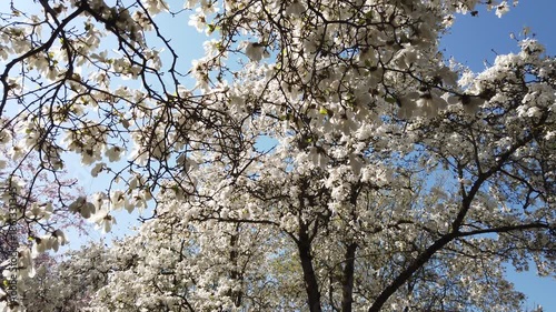 White-flowering magnolia tree in spring