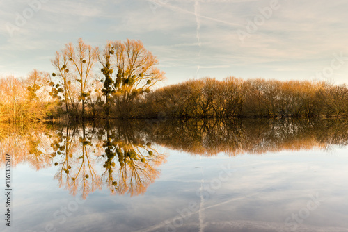 L'heure dorée sur un lac en hiver avec le reflet des arbres et arbustes, effet miroir, symétrie haut et bas par réflexion sur l'eau. Lac de Grand-Lieu près de Nantes