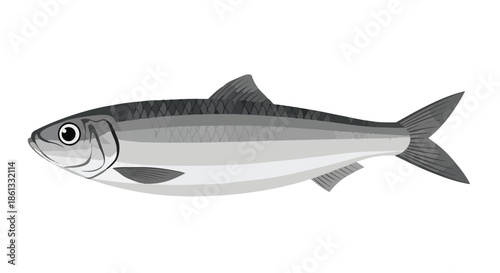 A detailed graphic illustration of a silver fish with fins and scales on a white background, ideal for educational or decorative marine creature