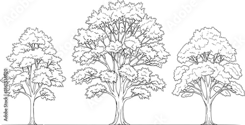 Three deciduous trees line art illustration isolated black white vector forest botanical nature landscape design element for stock graphics use