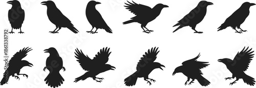 Set of black crow and raven vector silhouettes featuring birds in flight, perched, and standing poses