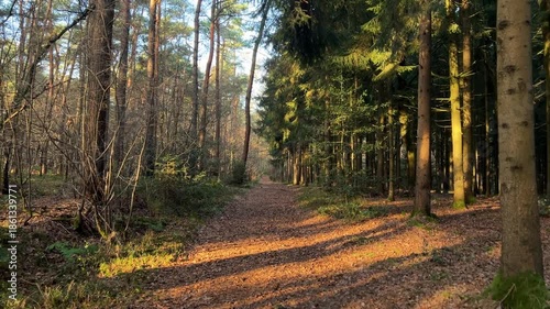 A wide shot panoramic view of a very dense, dimly lit pine or spruce forest, dominated by numerous tall, straight tree trunks. The scene conveys wilderness, depth, and ecology.