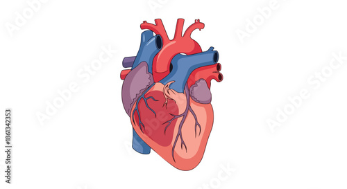 Detailed anatomical illustration of the human heart representing vital circulatory system components