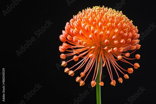 Orange pincushion flower with yellow stamens on black background