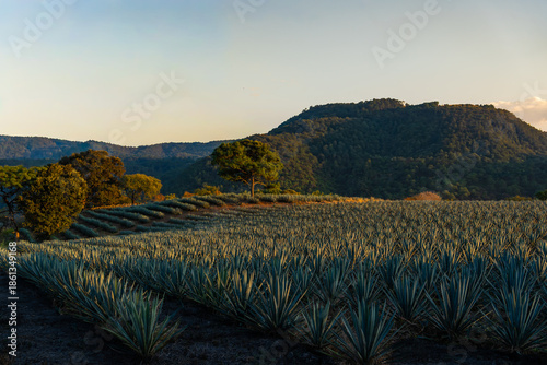 Las plantaciones de agaves en el paisaje al atardecer en el pueblo de Tequila Jalisco en México.