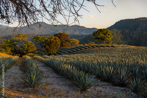 El agave para hacer el tequila junto a los árboles y las montañas de Tequila Jalisco.
