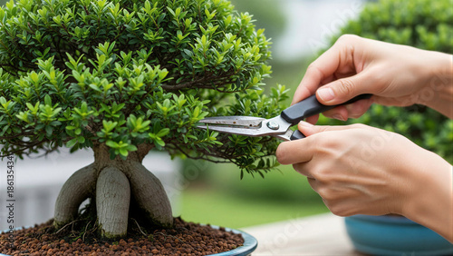 Person pruning bonsai tree in outdoor setting
