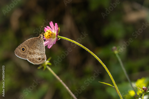 Brown butterfly perched on a pink wildflower sipping nectar with a soft blurred green background