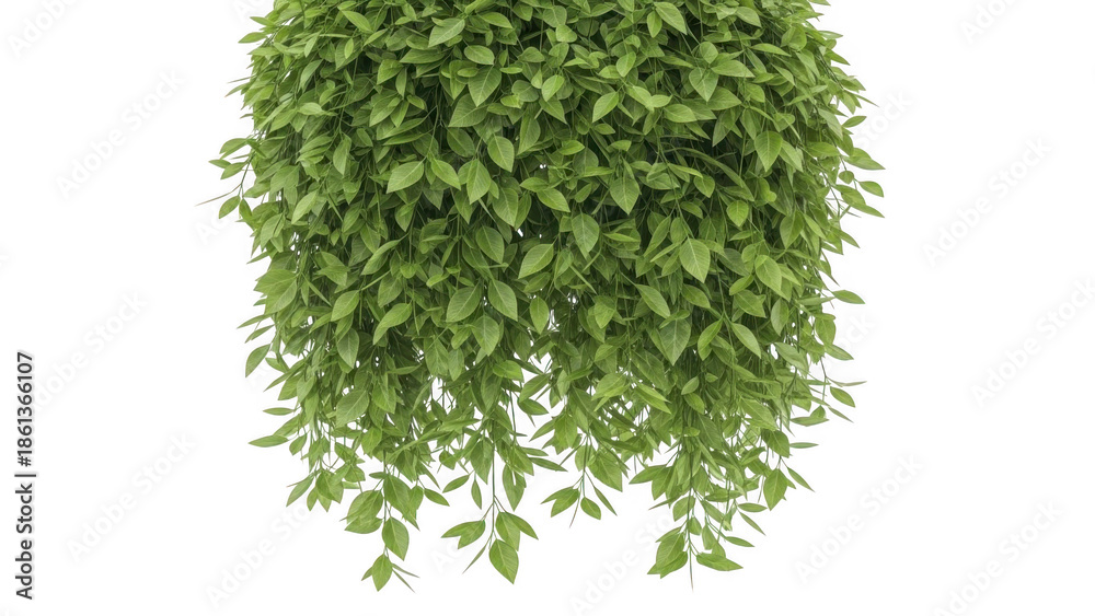 Obraz premium Lush green hanging plant with dense foliage