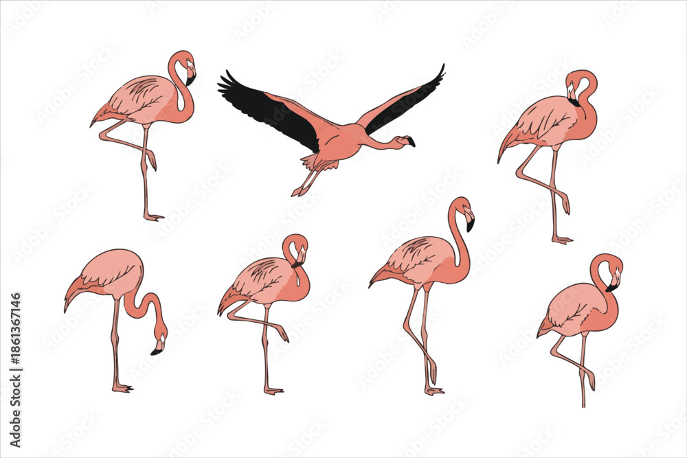 Obraz premium Six pink flamingos in various poses including standing and flying against a white background