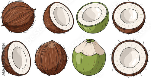 Collection of Whole and Halved Fresh Coconuts with Green Young Coconut Vector Illustration for Tropical Fruit Nutritious Food Design Elements