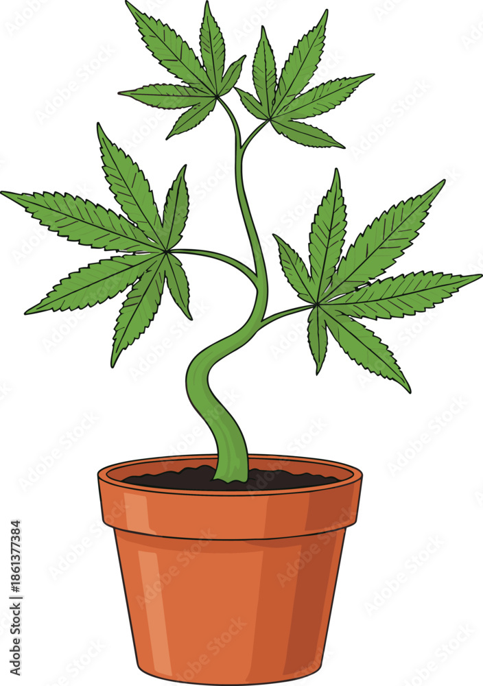 Obraz premium Potted cannabis plant vector illustration with green marijuana leaves in a clay pot, medical hemp growth icon isolated on white background, botanical,