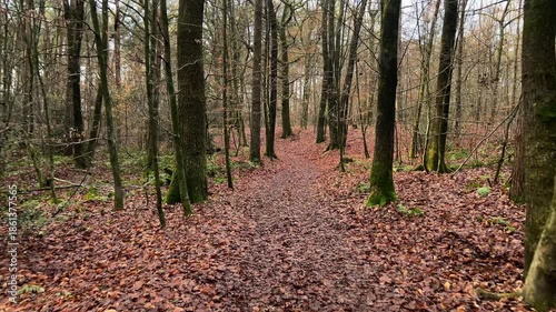 A wide shot panoramic view of a very dense, dimly lit pine or spruce forest, dominated by numerous tall, straight tree trunks. The scene conveys wilderness, depth, and ecology.
