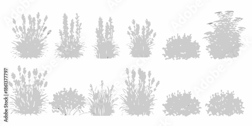 Collection of lavender plants in various shapes and sizes illustrated in grayscale