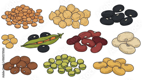 Collection of assorted dried beans and legumes healthy food ingredients flat illustration for culinary and nutrition concepts