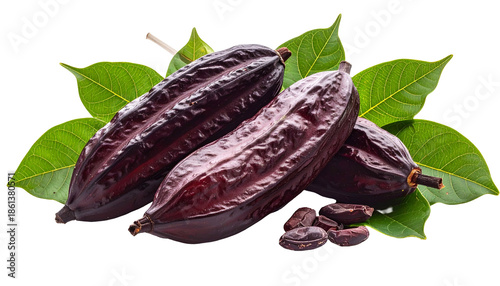 Wallpaper Mural Three cocoa pods rest with fresh leaves, some cocoa beans nearby, all against black Torontodigital.ca