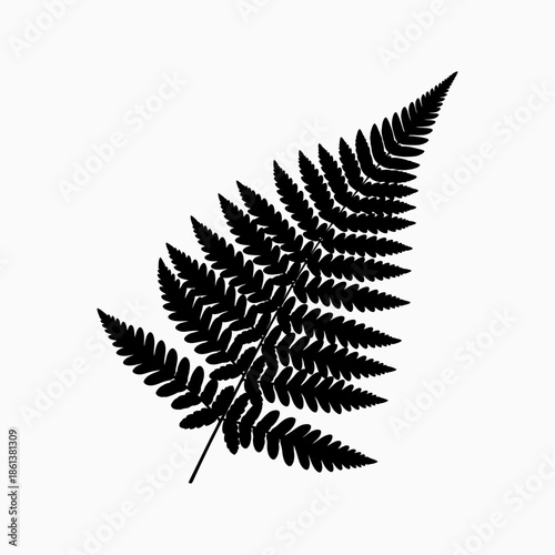 Black Fern Silhouette on White Background, Detailed Botanical Outline Illustration Element
