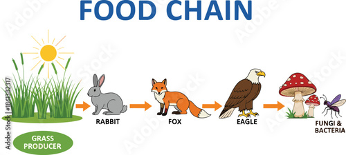 Educational biological food chain diagram showing flow of energy from grass producer to predator and decomposer